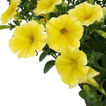 Hanging Basket, 12in,Bees Knees
