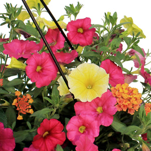 Hanging Basket, 12in,Bees Knees