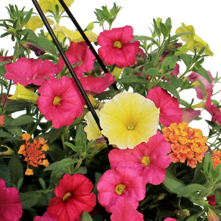 Hanging Basket, 12in,Bees Knees