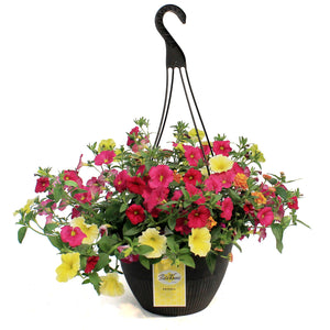 Hanging Basket, 12in,Bees Knees
