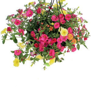 Hanging Basket, 12in,Bees Knees