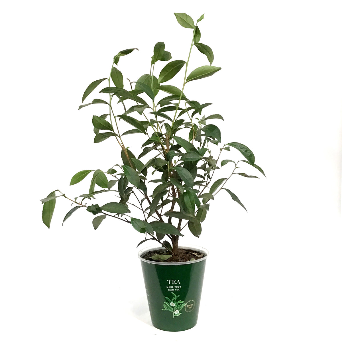 Camellia, 6in, Tea Plant