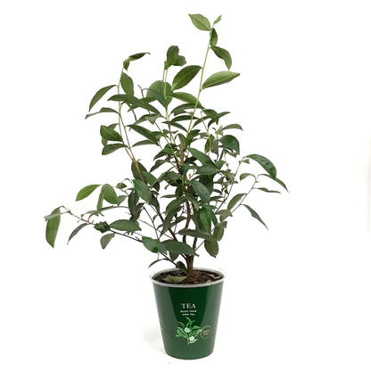 Camellia, 6in, Tea Plant