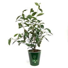 Load image into Gallery viewer, Camellia, 6in, Tea Plant
