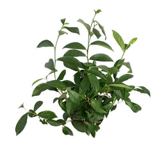 Load image into Gallery viewer, Camellia, 6in, Tea Plant
