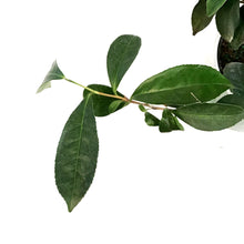 Load image into Gallery viewer, Camellia, 6in, Tea Plant
