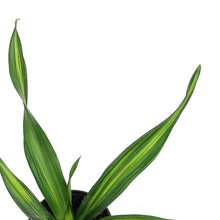 Load image into Gallery viewer, Dracaena, 3.5in, Rikki
