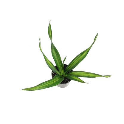 Dracaena, 3.5in, Rikki