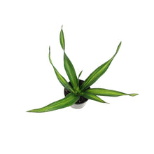 Load image into Gallery viewer, Dracaena, 3.5in, Rikki

