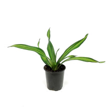 Load image into Gallery viewer, Dracaena, 3.5in, Rikki
