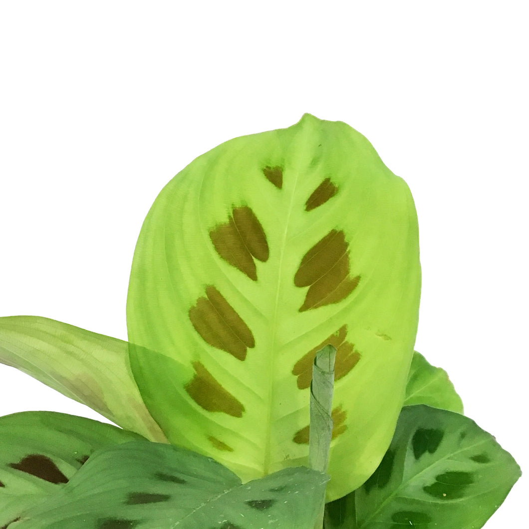Maranta, 3.5in