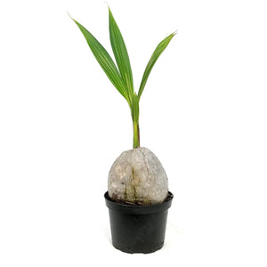 Palm, 6in, Coconut