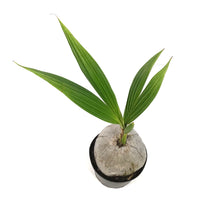 Load image into Gallery viewer, Palm, 6in, Coconut
