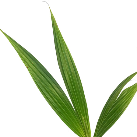 Palm, 6in, Coconut