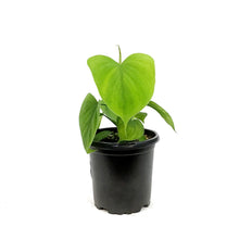 Load image into Gallery viewer, Philodendron, 4in, Fibraecaraphyllum
