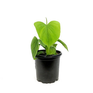 Philodendron, 4in, Fibraecaraphyllum