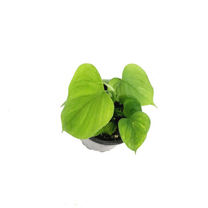 Philodendron, 4in, Fibraecaraphyllum