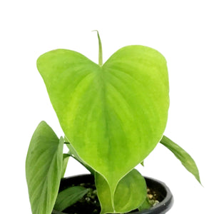 Philodendron, 4in, Fibraecaraphyllum