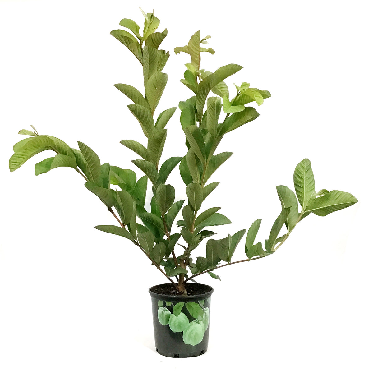 Guava