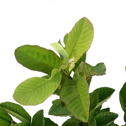 Guava