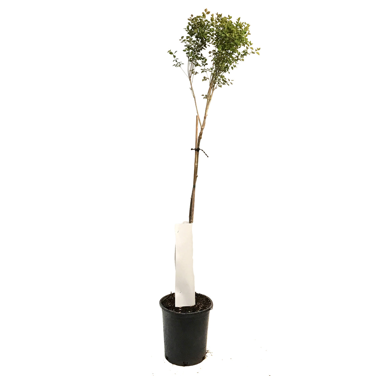 Lilac,5 gal, Tinkerbelle®