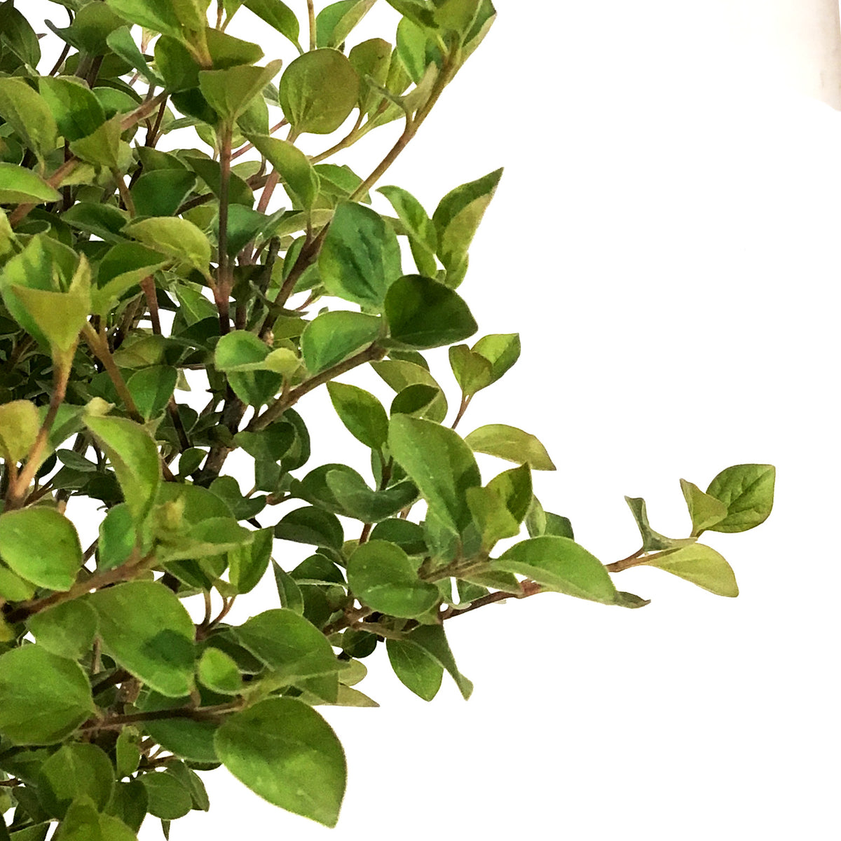 Lilac,5 gal, Tinkerbelle®
