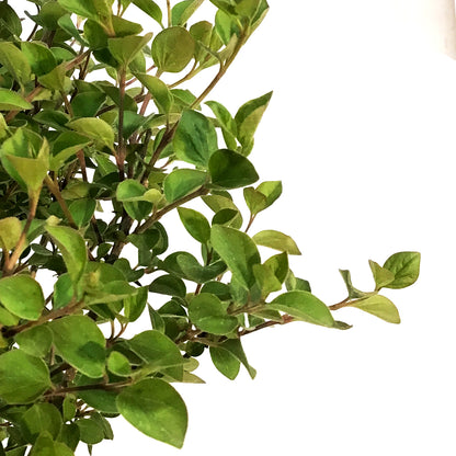 Lilac,5 gal, Tinkerbelle®