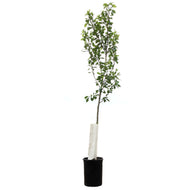 Poplar, 5 Gal, Tristis