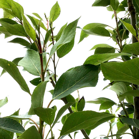 Poplar, 5 Gal, Tristis