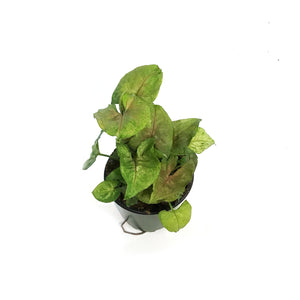 Nephthytis, 4in, Candyberry