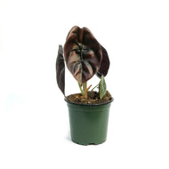 Alocasia, 4in, Red Secret