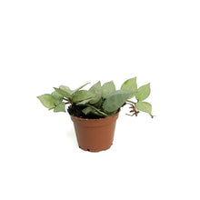 Load image into Gallery viewer, Hoya, 2.5in,  Khroniana
