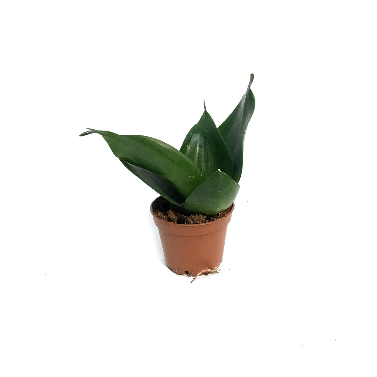Sansevieria, 2.5in, Hahnii