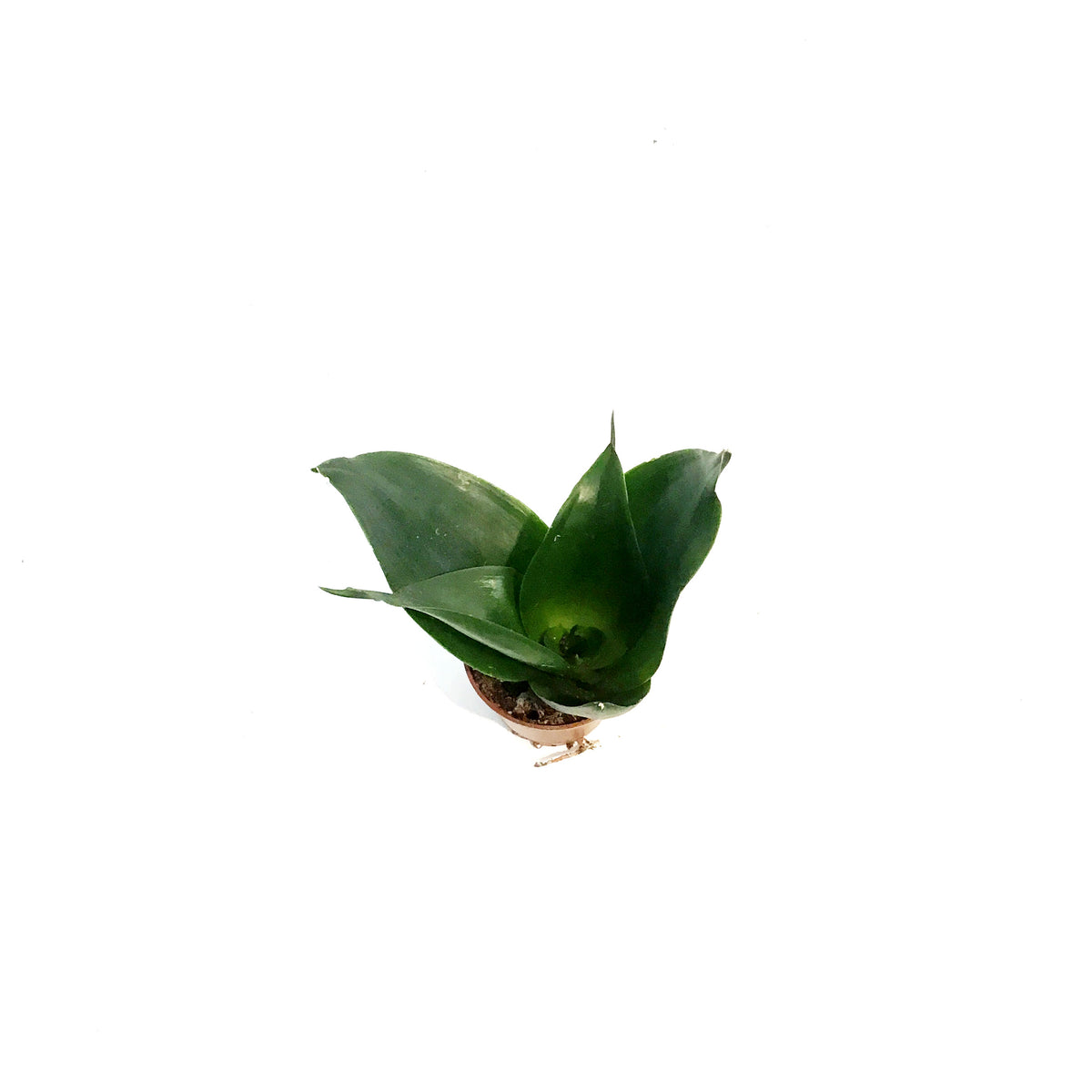 Sansevieria, 2.5in, Hahnii