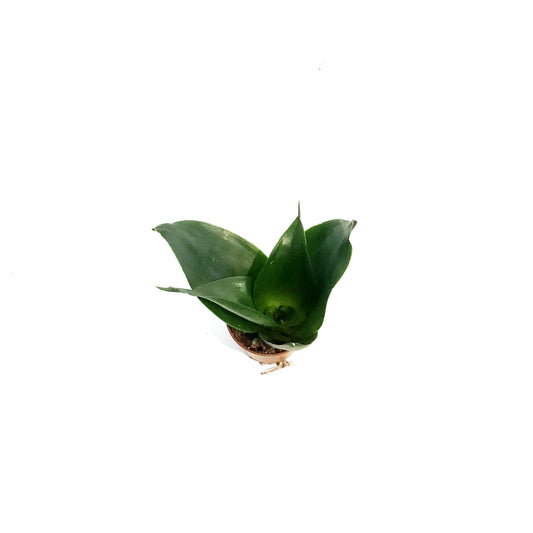 Sansevieria, 2.5in, Hahnii