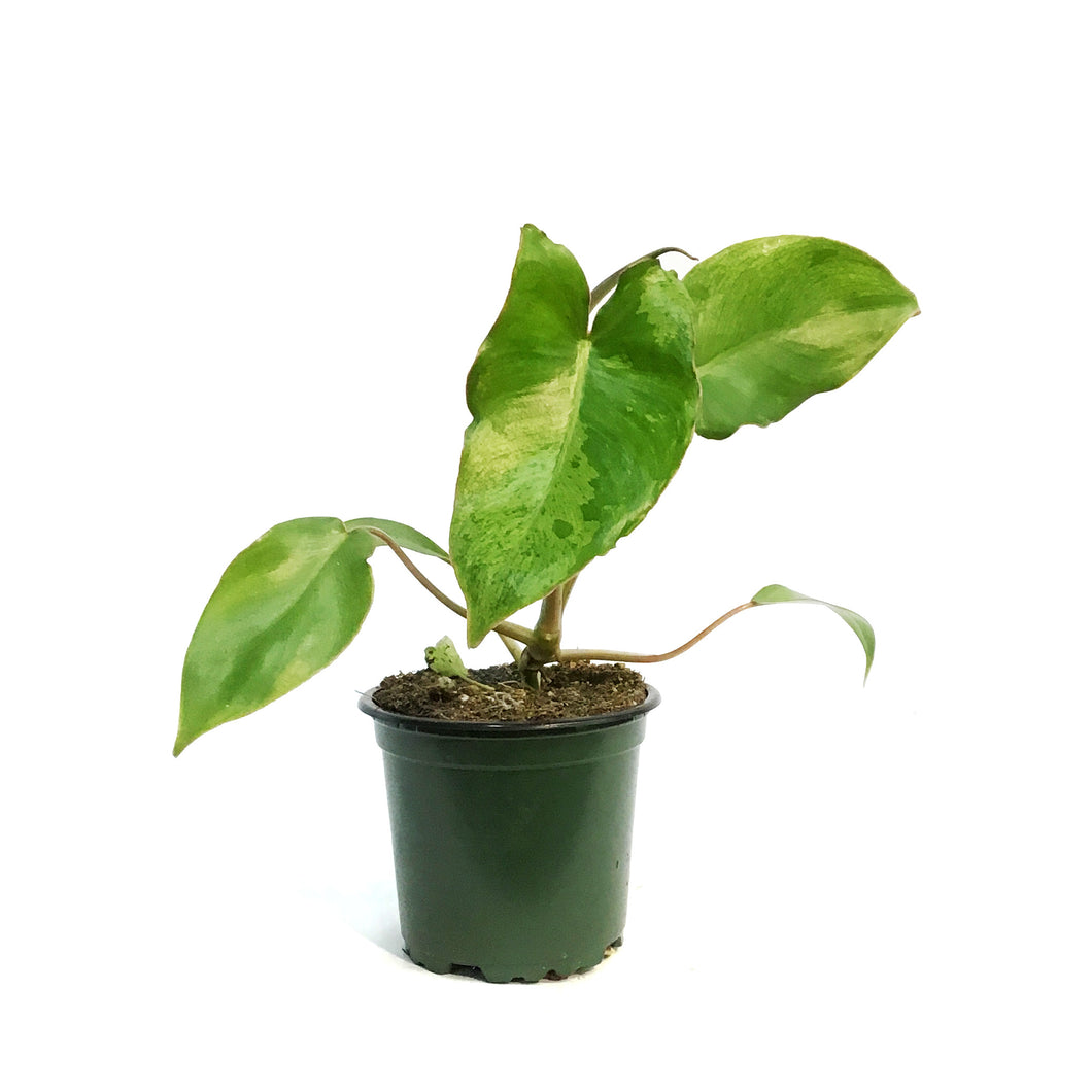 Philodendron, 4in, Paraiso