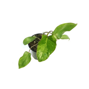 Philodendron, 4in, Paraiso