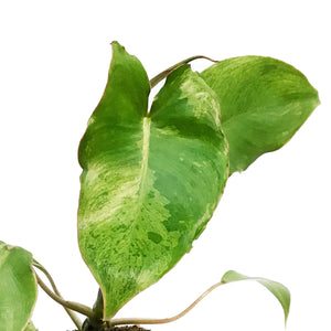 Philodendron, 4in, Paraiso