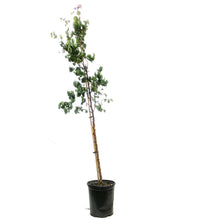 Load image into Gallery viewer, Apricot, 5 gal, Casino
