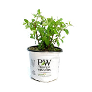 Hydrangea, 8in, Bobo