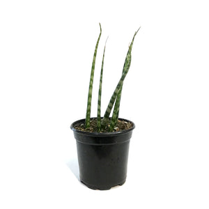 Sansevieria, 4in, Mikado