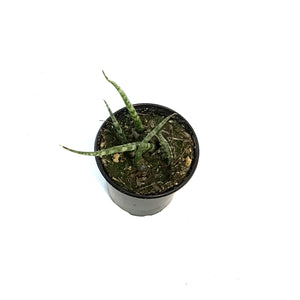 Sansevieria, 4in, Mikado