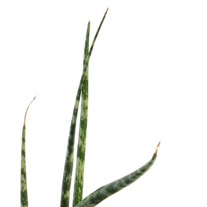 Sansevieria, 4in, Mikado