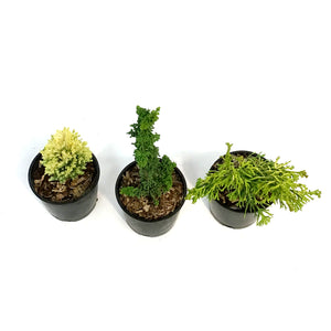 Evergreeni, 4in, Mini Grower