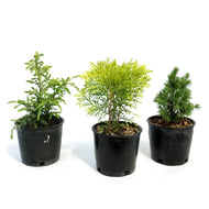 Evergreeni, 4in, Mini Hardy