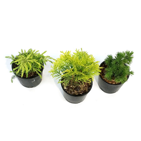 Evergreeni, 4in, Mini Hardy