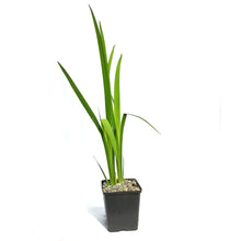 Load image into Gallery viewer, Iris, 5in, White, Water Plant
