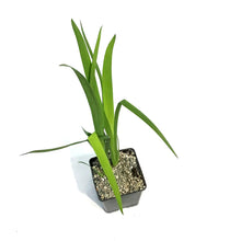 Load image into Gallery viewer, Iris, 5in, White, Water Plant
