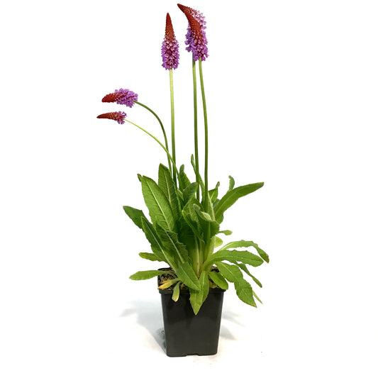 Primula, 5in, Wailii, Water Plant