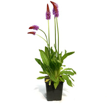 Load image into Gallery viewer, Primula, 5in, Wailii, Water Plant
